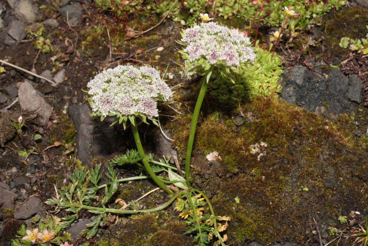 Ligusticum (=Pachypleurum) mutellinoides / Motellina pigmea